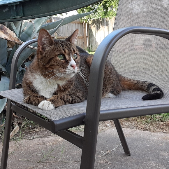 MeetYourPoshAmbassadors!🤩💚🐈🐈🐈🐈🐈🐈🐕 - Picture 15 of 16